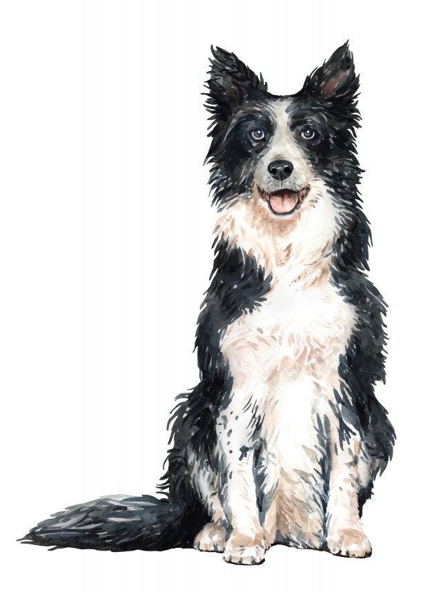 Border Collie Vector At Vectorified Collection Of Border Collie