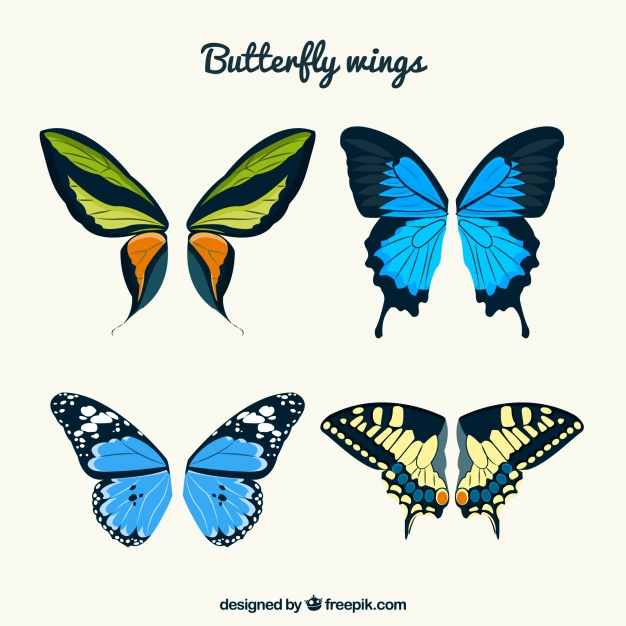 Butterfly Wings Vector At Vectorified Collection Of Butterfly