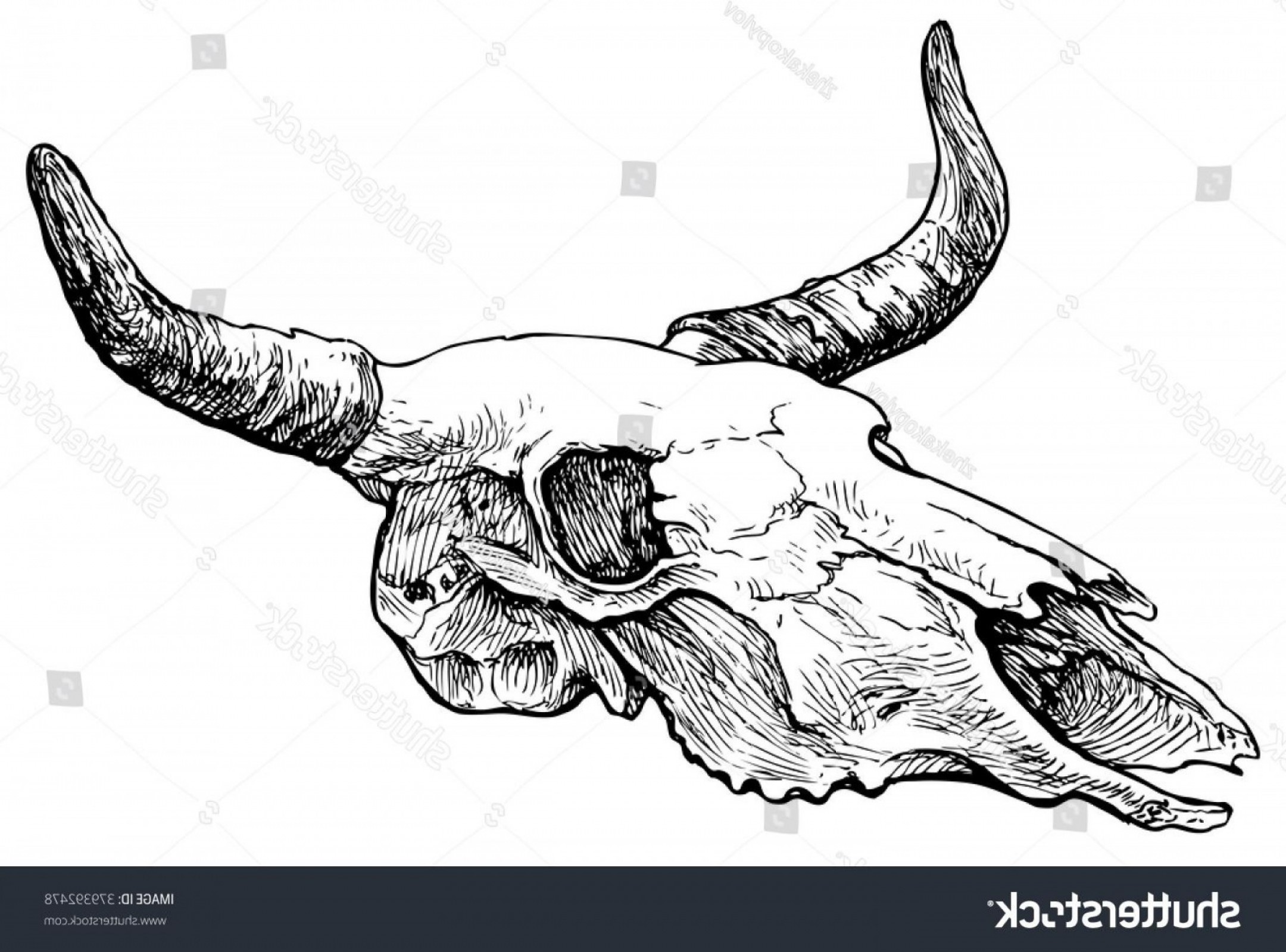 Cow Skull Vector At Vectorified Collection Of Cow Skull Vector