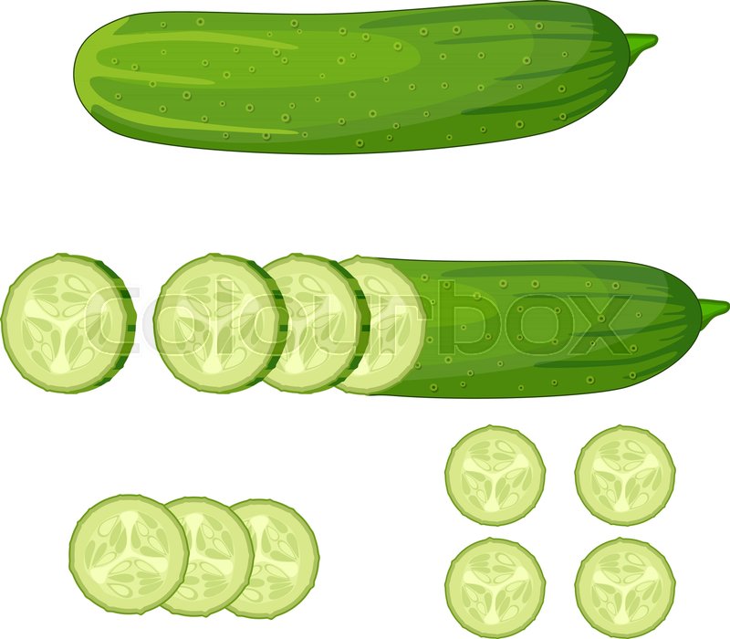 Cucumber Vector At Vectorified Collection Of Cucumber Vector Free