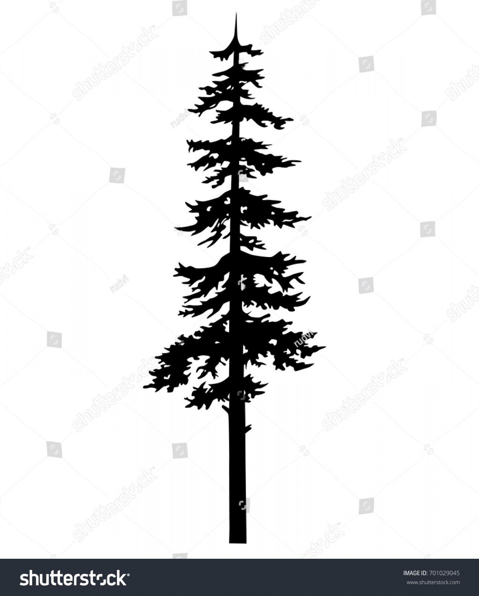 Cypress Tree Vector At Vectorified Collection Of Cypress Tree