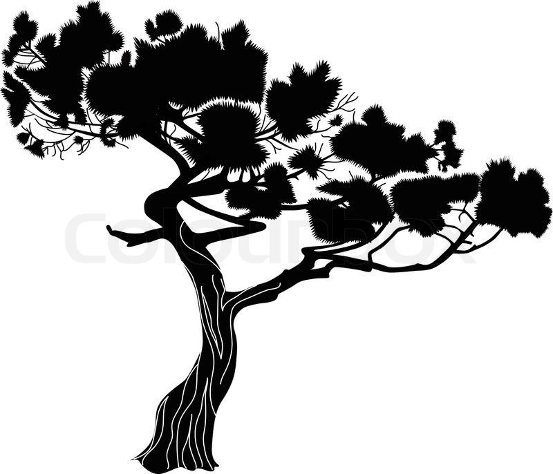 Cypress Tree Vector At Vectorified Collection Of Cypress Tree