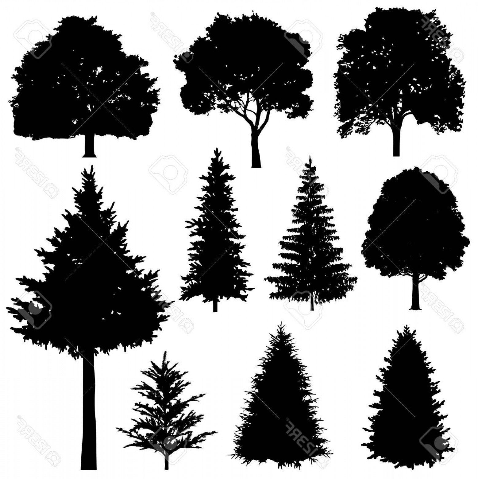 Evergreen Tree Silhouette Vector At Vectorified Collection Of