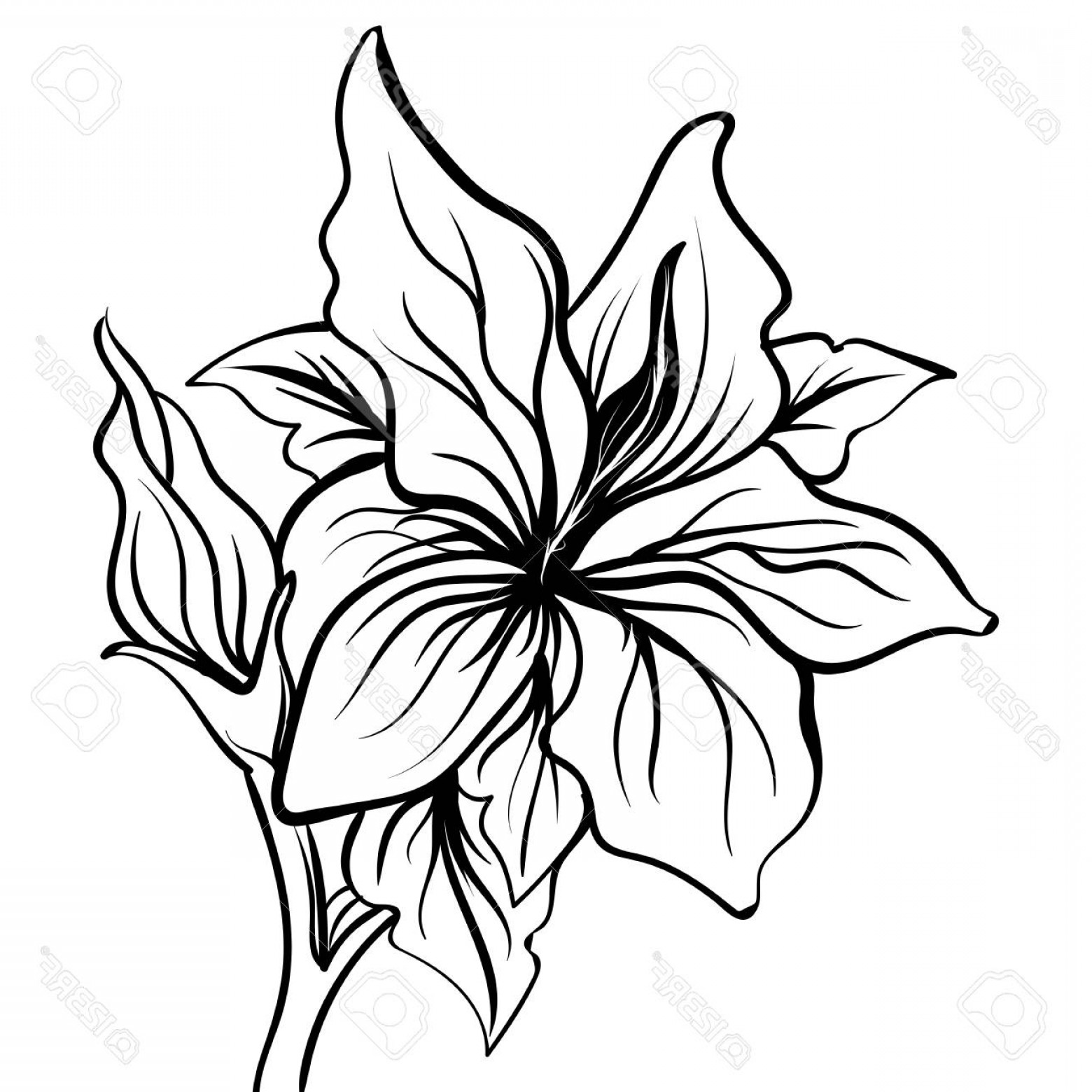 Flower Drawing Vector At Vectorified Collection Of Flower Drawing