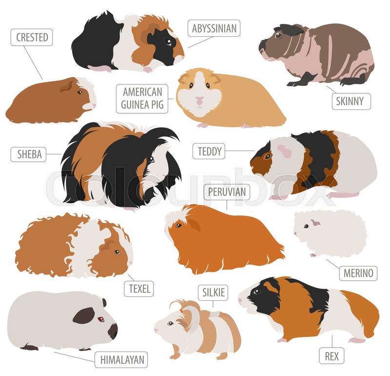 Guinea Pig Vector At Vectorified Collection Of Guinea Pig Vector