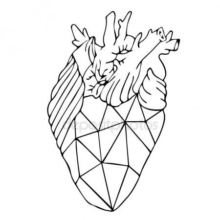 Heart Anatomy Vector At Vectorified Collection Of Heart Anatomy The Best Porn Website