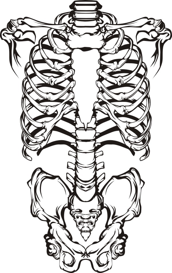 Human Skeleton Vector At Vectorified Collection Of Human Skeleton