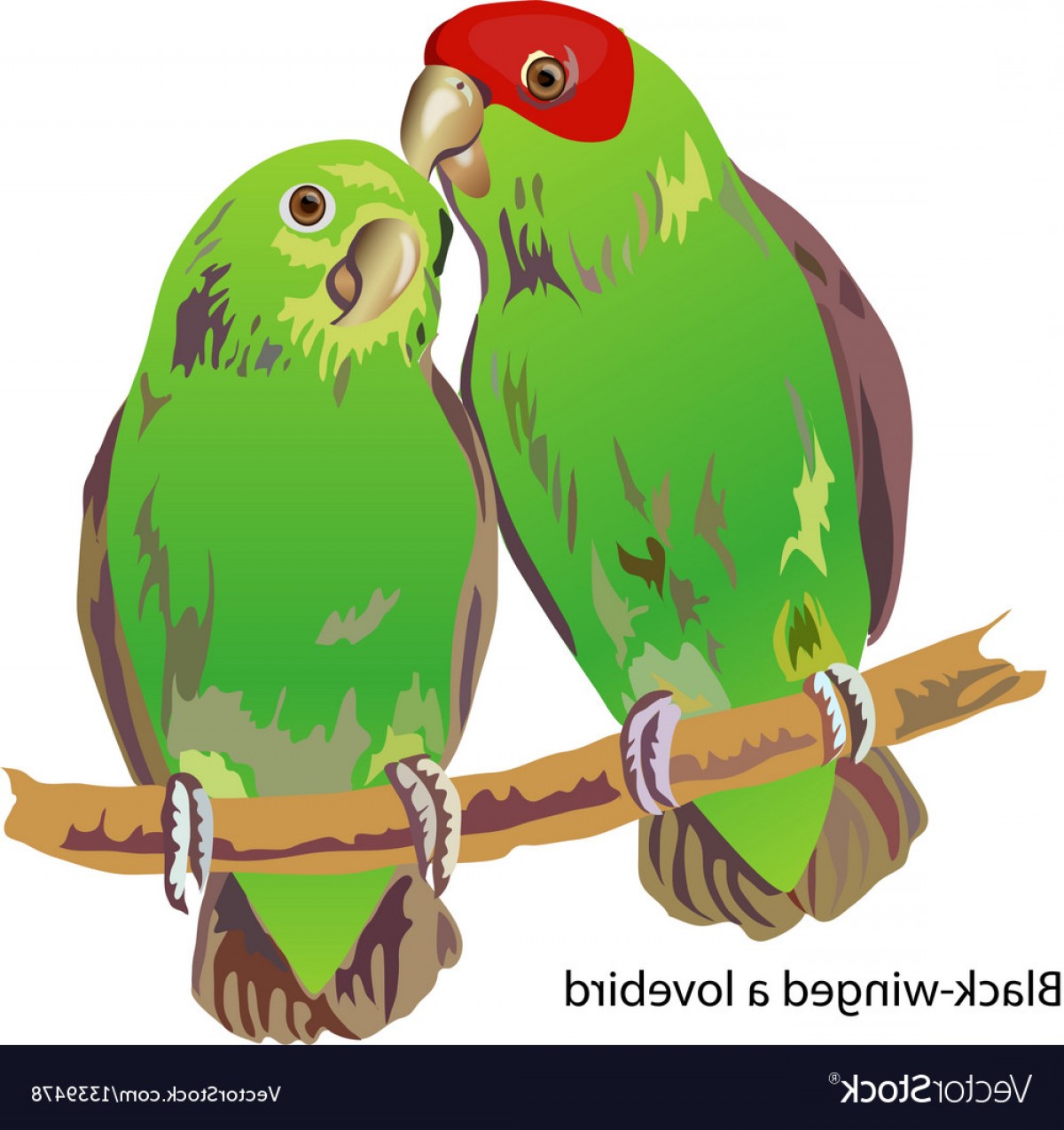 54 Lovebird Vector Images At Vectorified