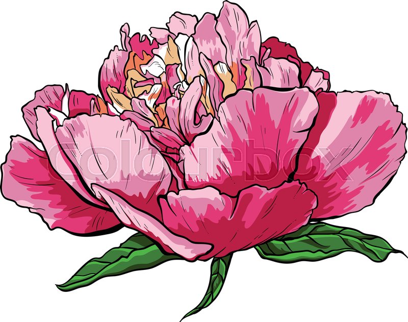 Peony Flower Vector At Vectorified Collection Of Peony Flower