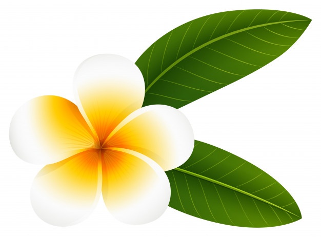 Plumeria Flower Vector At Vectorified Collection Of Plumeria