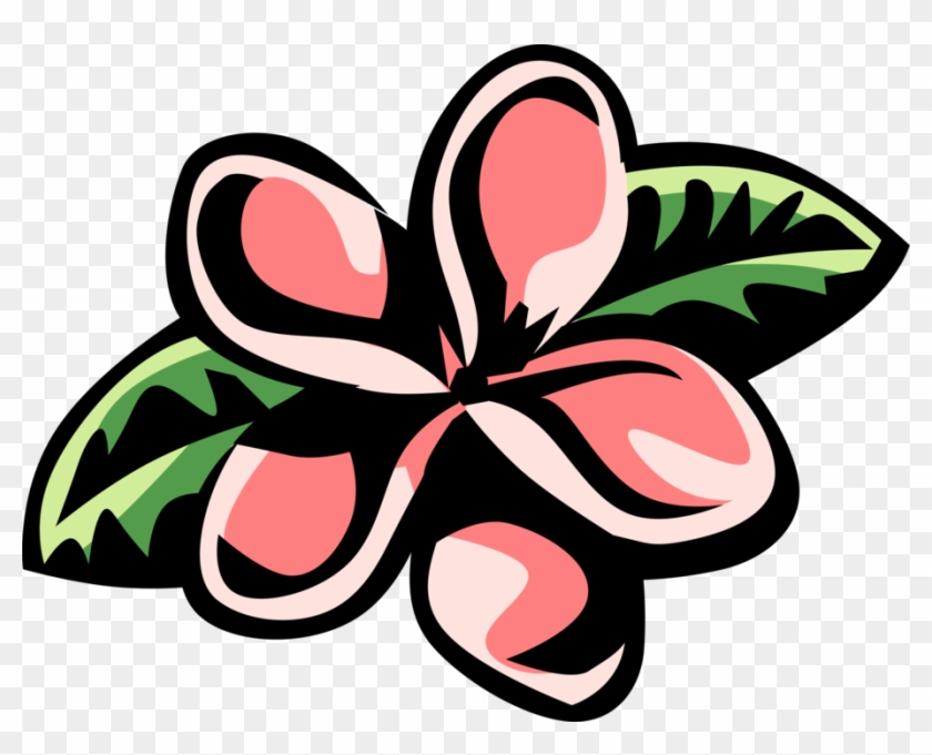 Plumeria Vector Free At Vectorified Collection Of Plumeria Vector