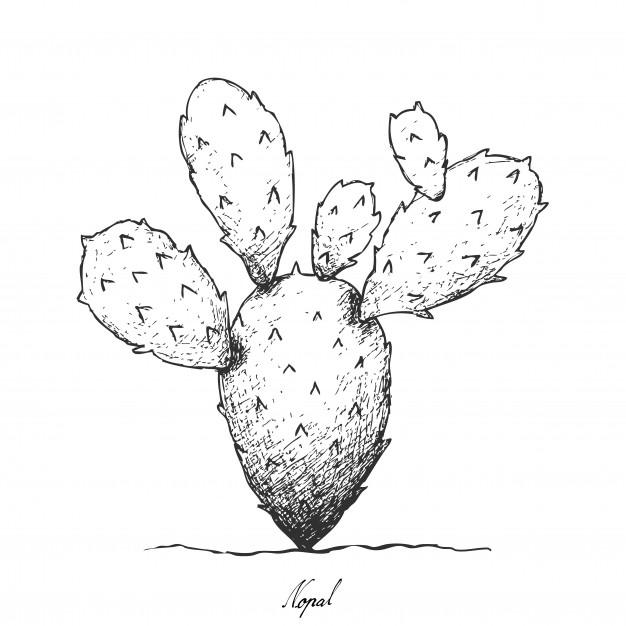 Prickly Pear Vector At Vectorified Collection Of Prickly Pear