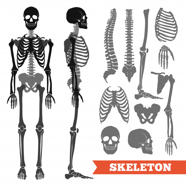 Skeleton Silhouette Vector At Vectorified Collection Of Skeleton