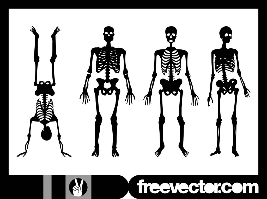 Skeleton Vector Art At Vectorified Collection Of Skeleton Vector