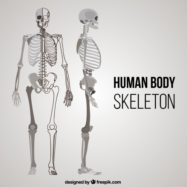 Skeleton Vector Free At Vectorified Collection Of Skeleton Vector