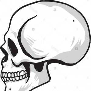 Skull Side View Vector At Vectorified Collection Of Skull Side