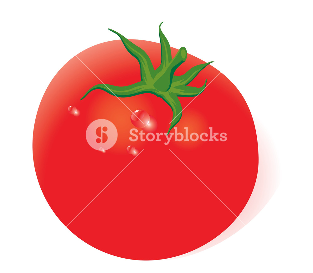 Tomato Vector At Vectorified Collection Of Tomato Vector Free For