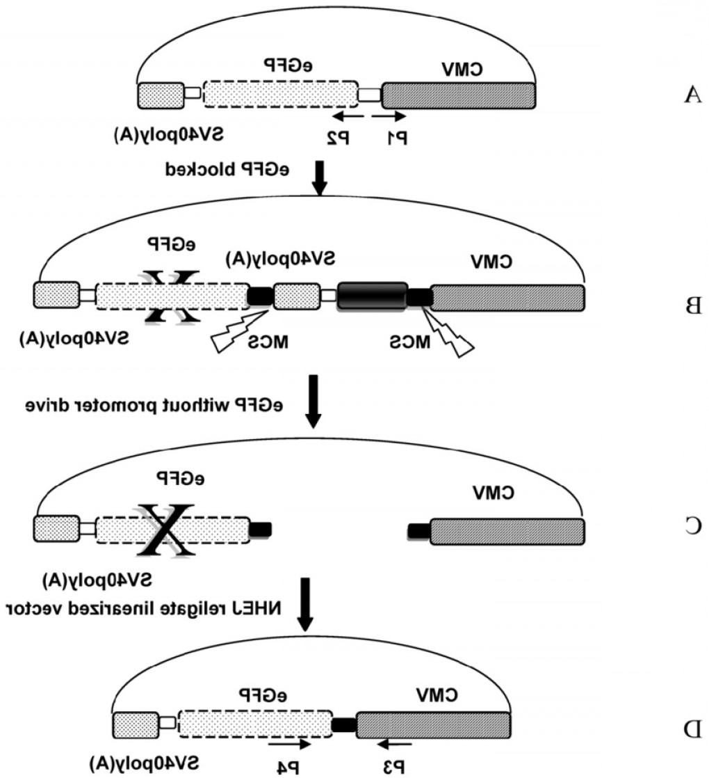 Vector Backbone At Vectorified Collection Of Vector Backbone Free