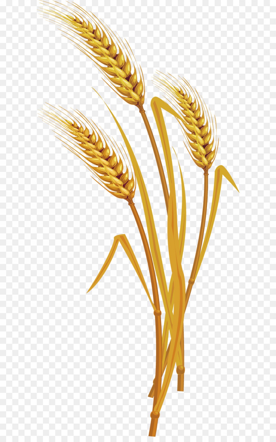 Wheat Vector Png At Vectorified Collection Of Wheat Vector Png