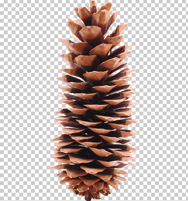 Pine Cone Icon At Vectorified Collection Of Pine Cone Icon Free