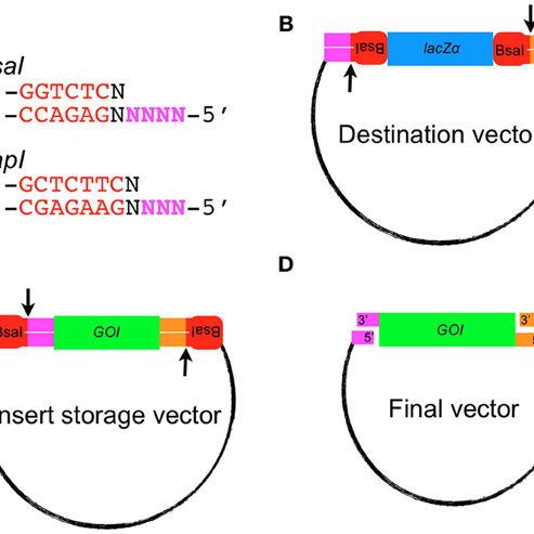 493x493 Golden Gate Assembly Of An Insert Into The Destination Vector
