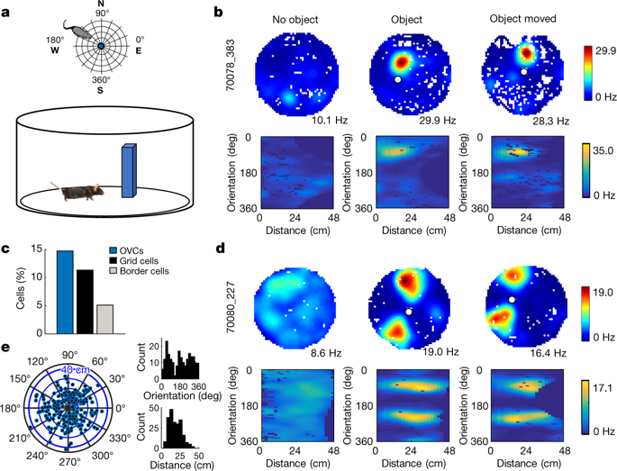 685x523 Object Vector Coding In The Medial Entorhinal Cortex Nature