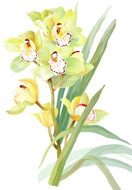 460x660 Elegant Watercolor Flowers