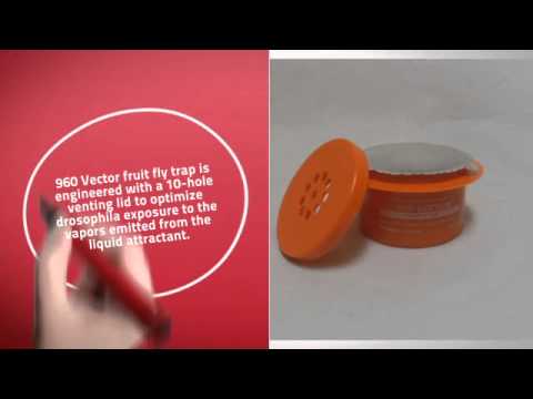 480x360 Vector Fruit Fly Trap