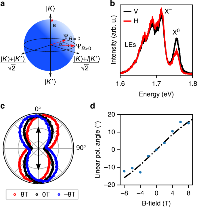 685x720 Valley Coherent Exciton Polaritons In A Monolayer Semiconductor