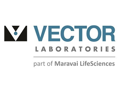 400x300 Elite Abc Peroxidase Kit Pk From Vector