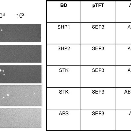 436x436 A,b Formation Of Ternary Complexes Comprising Abs