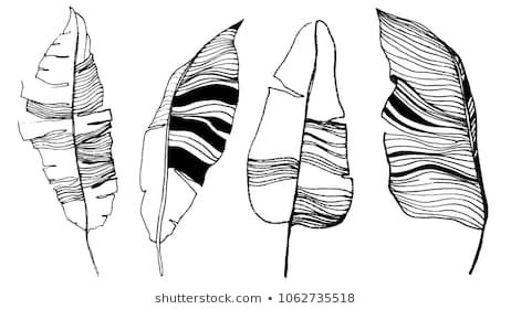 Banana Leaves Illustration Set Of Vector Leaves Hand Drawn Art 462x280 Banana Leaves Illustration Set Of Vector Leaves Hand Drawn Art