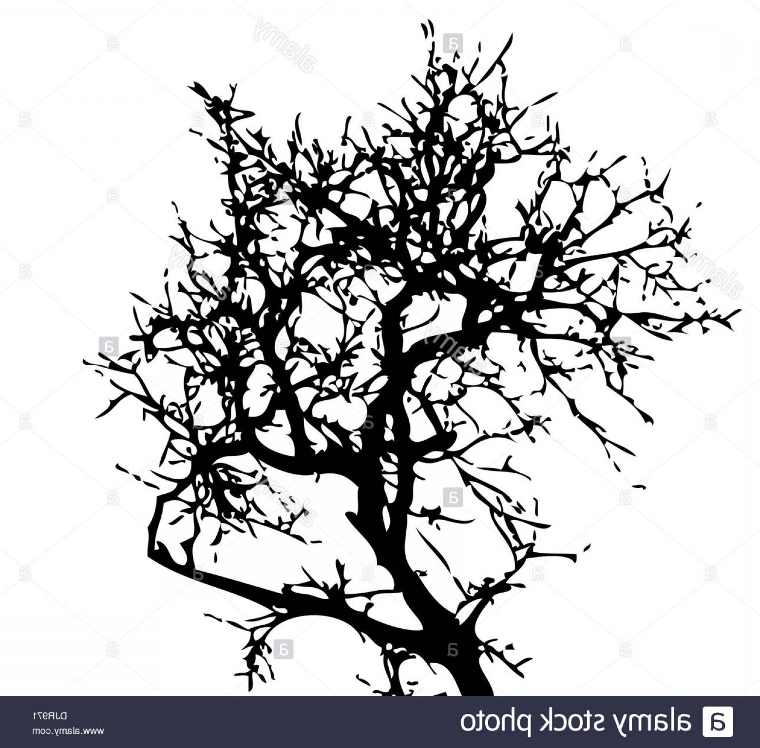 Stock Photo Abstract Tree Tree Tree Silhouette Abstract Leaf Tree 1560x1536 Stock Photo Abstract Tree Tree Tree Silhouette Abstract Leaf Tree
