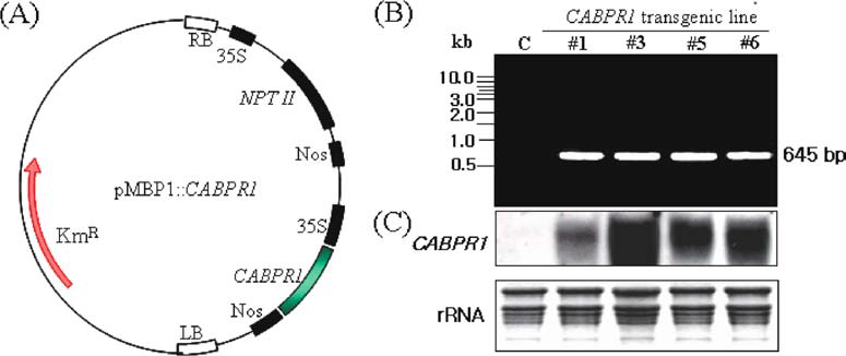 775x326 A C Vector Construction And Analysis