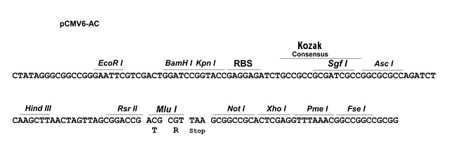 640x231 Ac Tagged Cloning Vector Origene