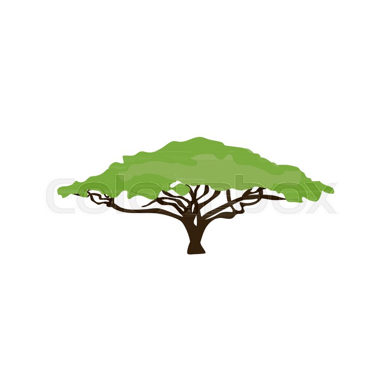 800x800 Acacia Tree Illustration On The White Stock Vector Colourbox