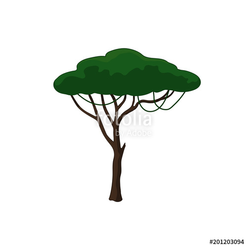 500x500 Acacia Tree In Cartoon Style On White Background African Nature