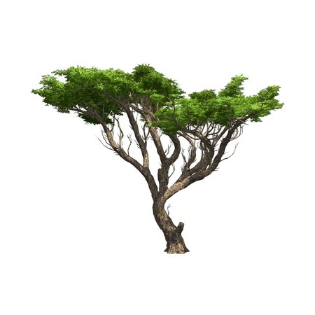 450x450 Acacia Tree Isolated Vector Illustration Royalty Free Vector Graphics