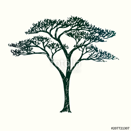 500x500 Acacia Tree Silhouette, Hand Drawn Doodle Sketch, Black And White