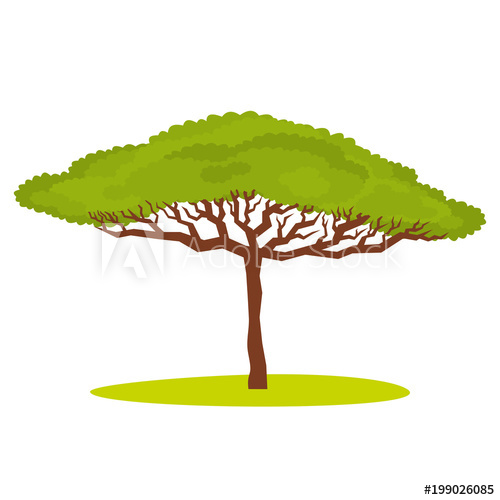 500x500 African Acacia Tree Vector