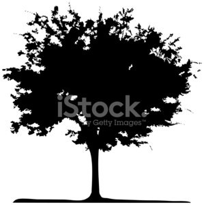 Acacia Tree Vector at Vectorified.com | Collection of Acacia Tree ...