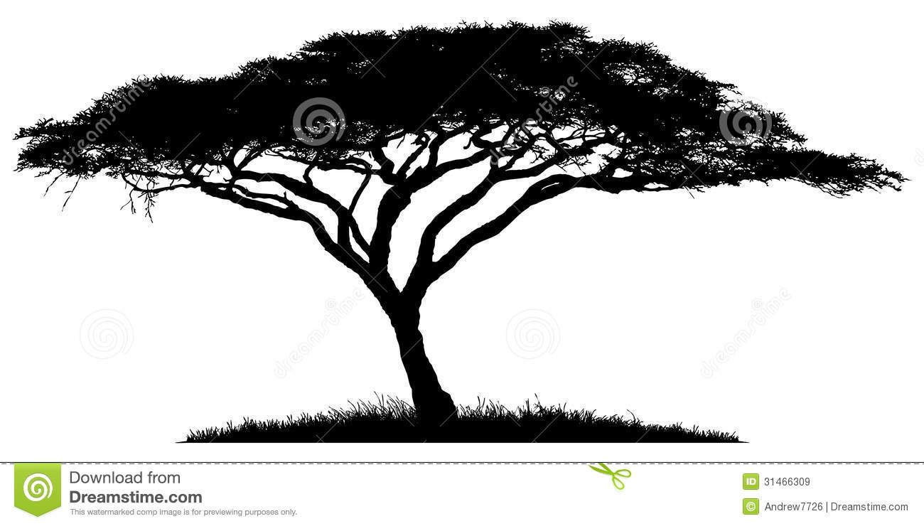 1300x740 Silhouette Of The Tree Acacia
