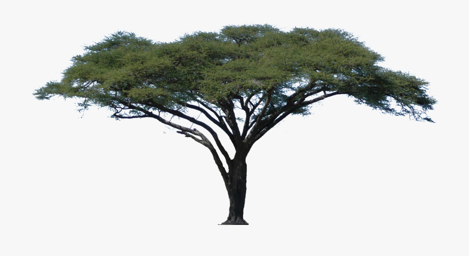 920x503 Tree Downloads Image