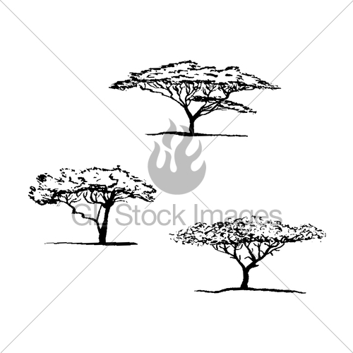 500x500 Vector Silhouette Of Acacia Tree African Tree Gl Stock Images