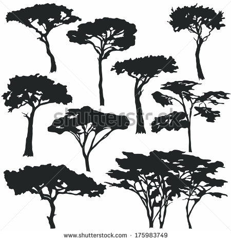 450x470 Acacia Tree Stock Images Royalty Free Images Vectors