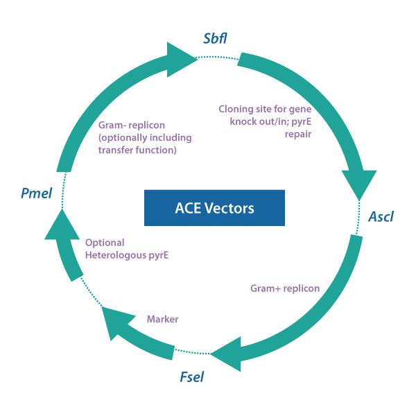 600x600 Ace Vector Series Chain Biotech Commercial Tools