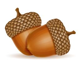 257x200 Acorn Free Vector Art