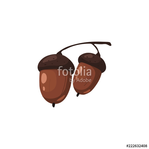 500x500 Acorn Vector Illustration Acorn Sketch Isolated On White