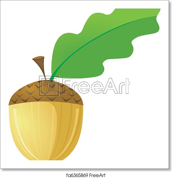 561x581 Free Art Print Of Acorn Vector Vector Acorn With Leaf On A White