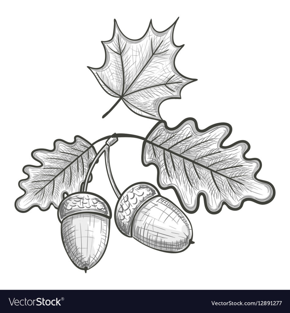948x1024 Coloring Sketch Of An Oak Leaf And Acorn Vector Splendi Outline